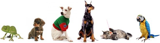  Mascotas